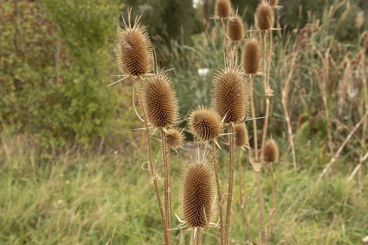 enfermedad venosa pelvica Enfermedad venosa pelvica